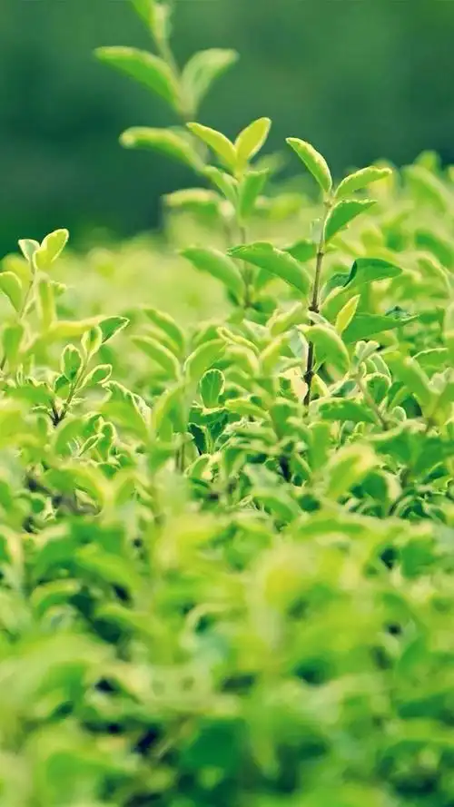 小清新唯美绿色护眼植物,高清图片,手机锁屏桌面-壁纸族