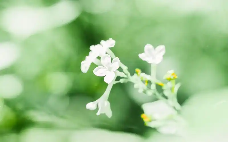 绿色护眼小清新植物图片电脑桌面壁纸