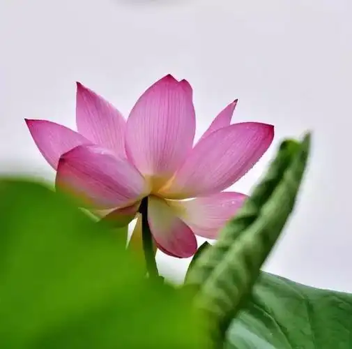 夏日风韵,禅意荷花