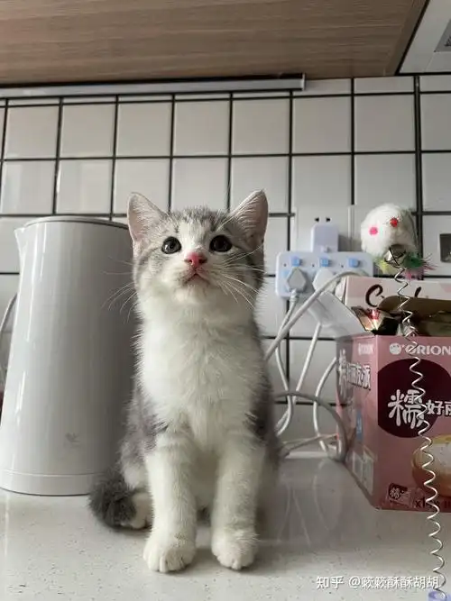 布偶串美短孩子长大啥样呢