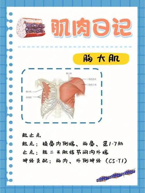肌肉日记之胸大肌