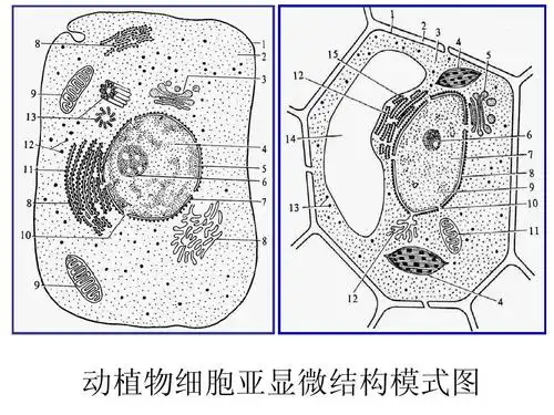 动植物细胞亚显微结构模式图
