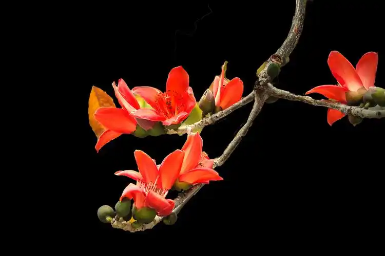 木棉花开(丝露花语2o21年拍摄)