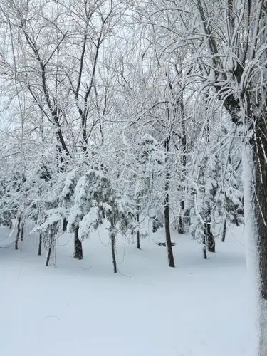 雪后,那绵绵的白雪装饰着世界,琼枝玉叶,粉装玉砌,皓然一色,真是一派