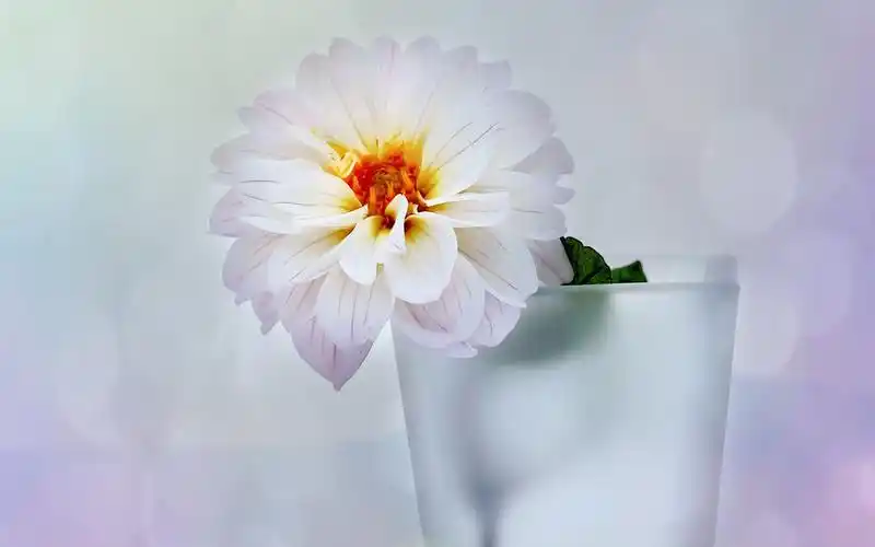 极简小清新素雅花朵花瓶盆栽唯美意境桌面壁纸第二辑高清大图预览1920