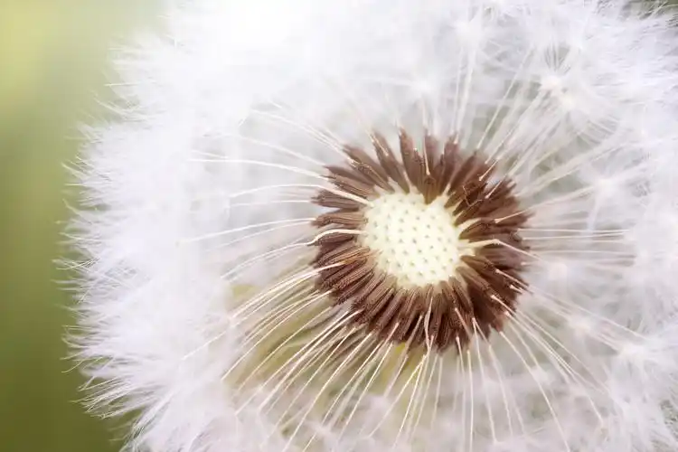 summer,nature,fluff,plant,faded dandelion,dandelion,macro