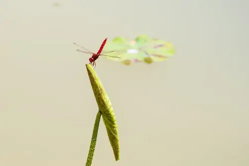 图片大全 动物图片 荷塘里的蜻蜓图片 > 荷塘里的蜻蜓图片 第6张