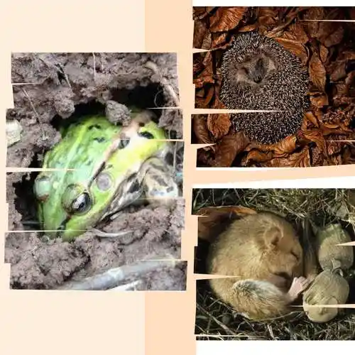 青蛙写诗课文_青蛙看海 课文_青蛙写诗课文带拼音