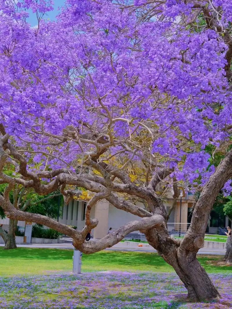 蓝花楹花语:"在绝望中等待爱情."90 蓝花楹 - 抖音