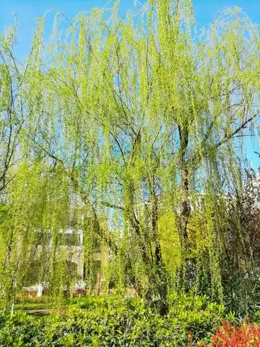 柳絮,即柳树的种子,上面有白色绒毛,随风飞散如飘絮,因以为称柳絮.