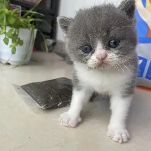 英短蓝白弟弟两个半月