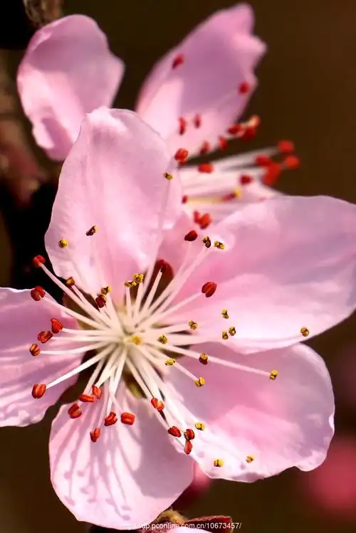 桃花依旧笑春风
