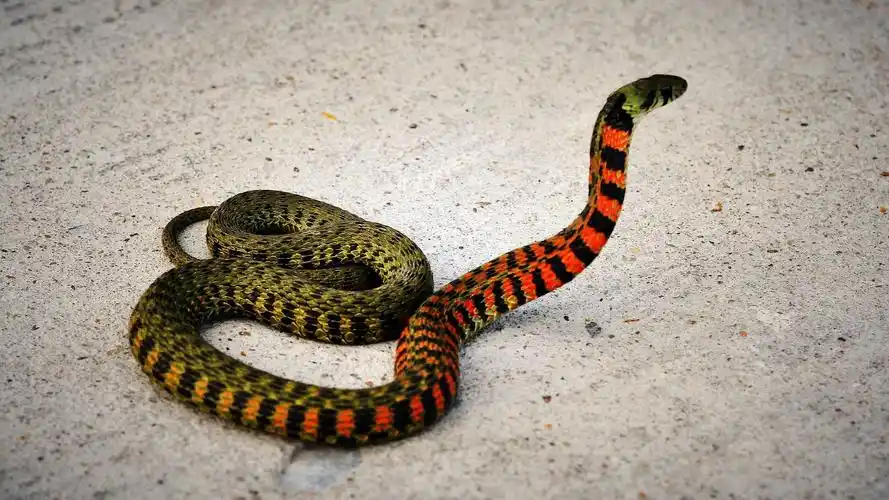 可怕冷血动物蛇