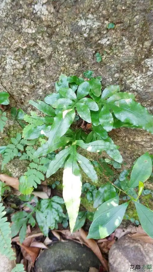 当然也可以用过滤环,作为过滤目的就是让水质更好;然后再铺上一层干藓