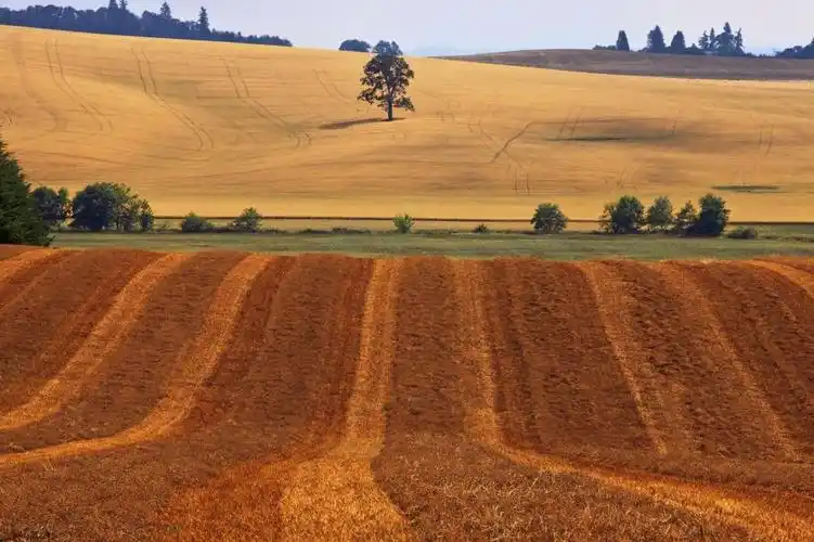 棕色和绿色草地在白天高清壁纸,高清图片,摄影-纯色壁纸