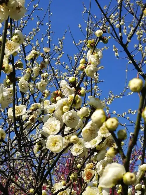 大自然的魅力——梅花 - 美篇