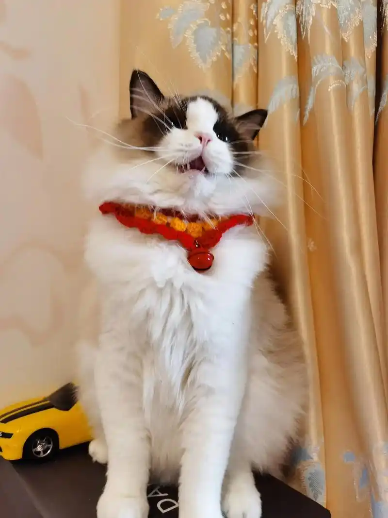 布偶猫 #银渐层 第一个手工项圈,还长了,凑合用了,下次改 - 抖音