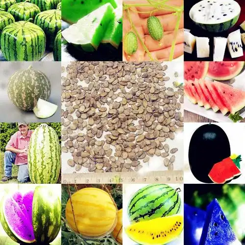 彩色西瓜 05 20 pcs watermelon plants mix color seedless water
