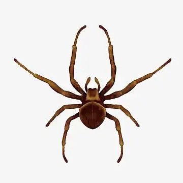 毒蜘蛛素材_毒蜘蛛图片元素-觅元素