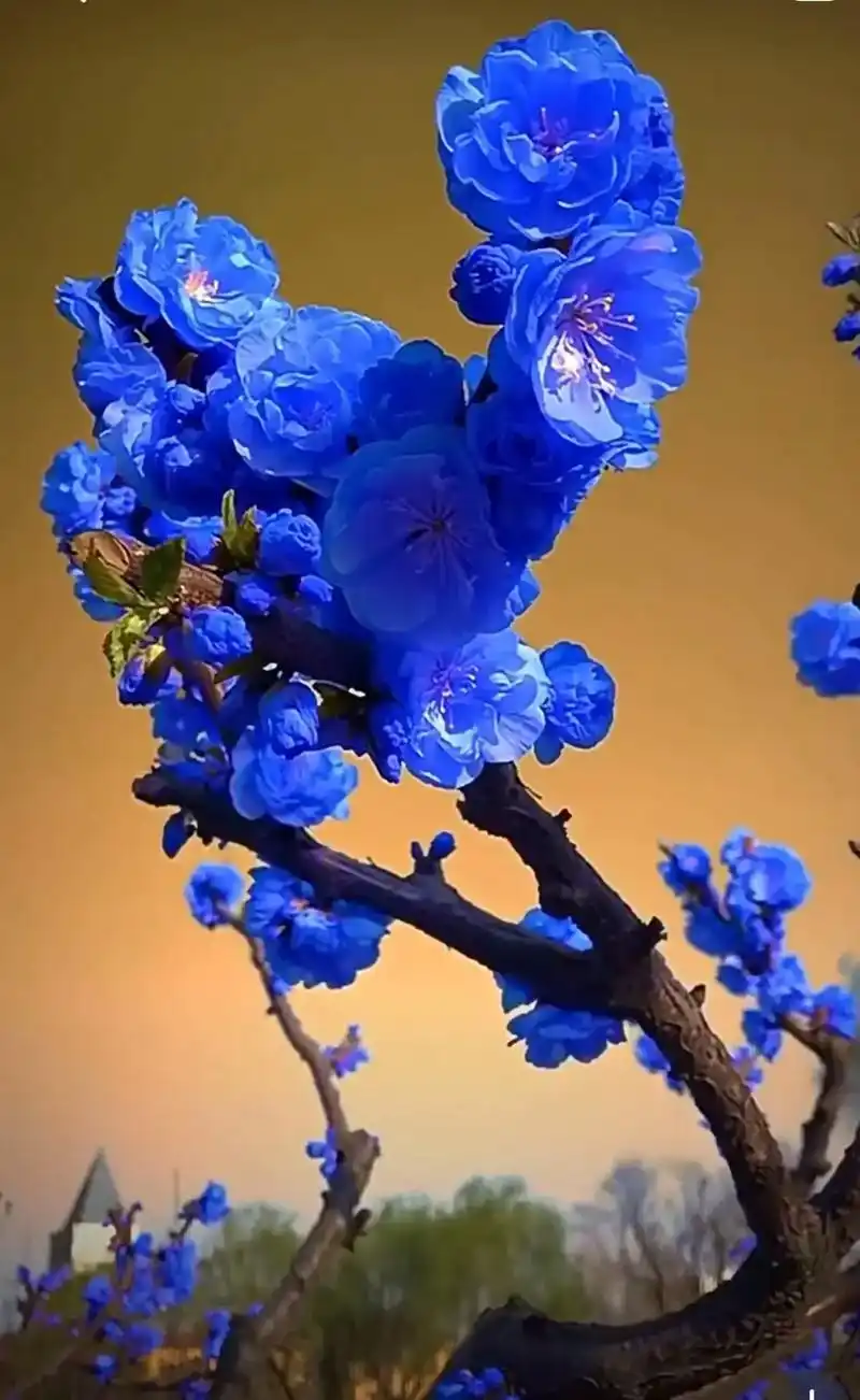 蓝梅花开每一朵都很精美,美丽的花朵,需要我们珍爱啊护,它才给 - 抖音