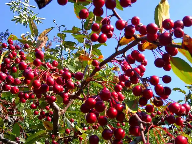 秋天,海棠树结出满枝头的红色,紫红色果实,很好看.