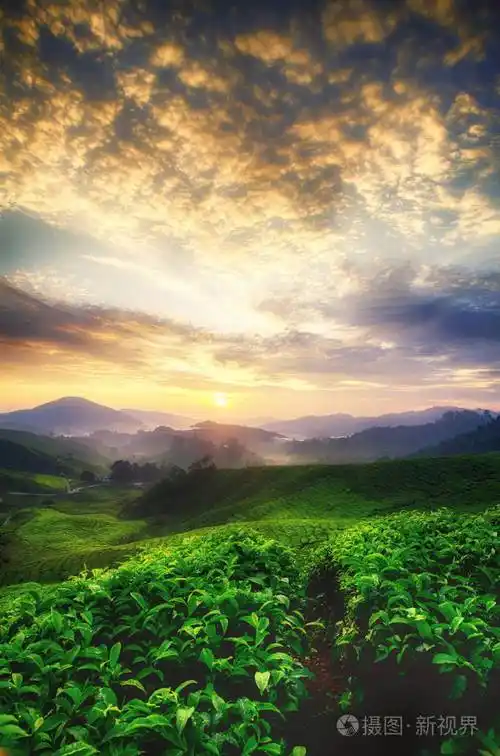在清晨惊人美丽的自然风景特写拍摄茶树在雾山和日出背景