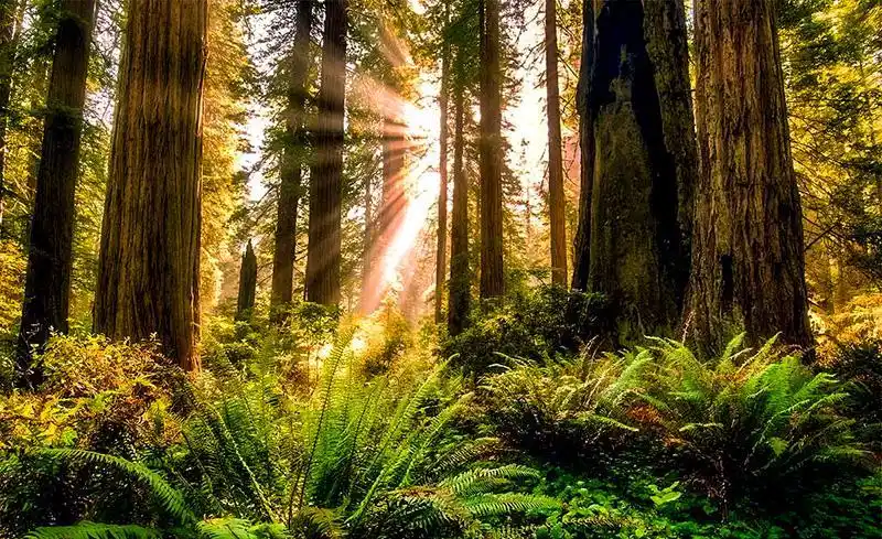 中国十大原始森林你去过几个