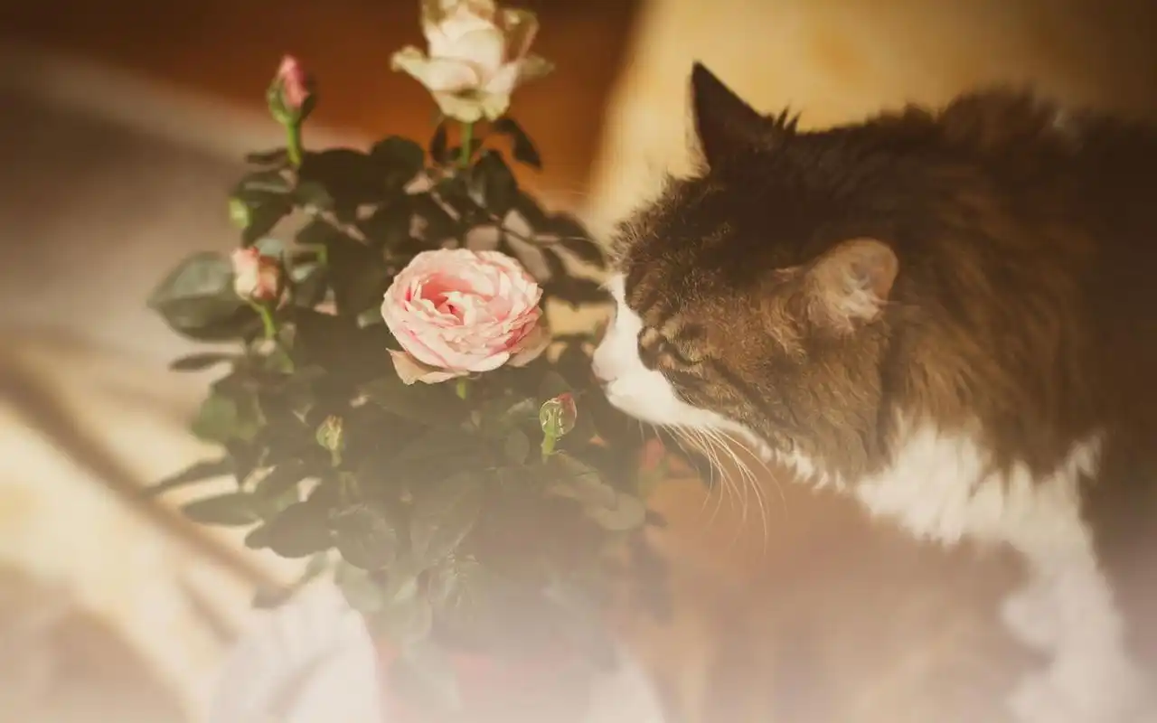 午后阳光小清新唯美高清桌面壁纸