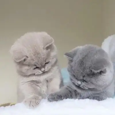 可爱蓝猫头像_微信头像_我要个性网