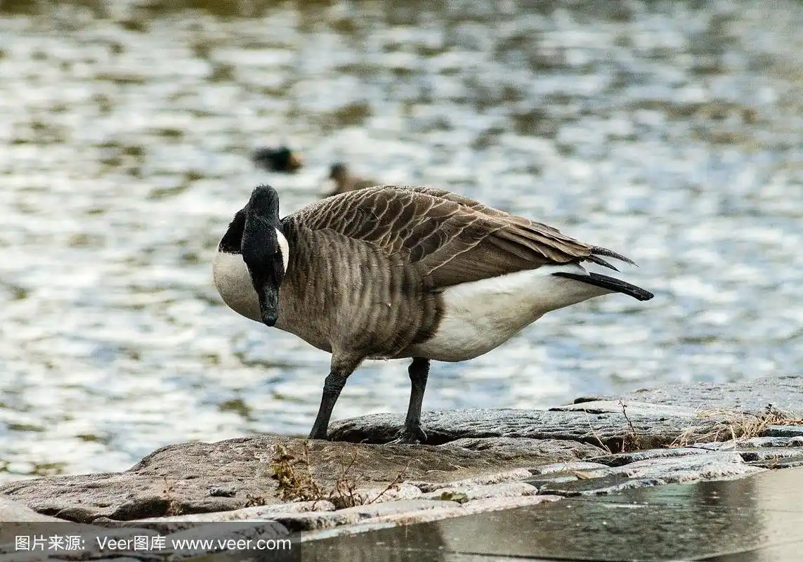 加拿大黑雁,蹼足,水鸟湖,水,公园