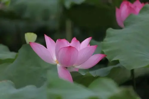 唯美荷花诗词,送你一池荷风莲香