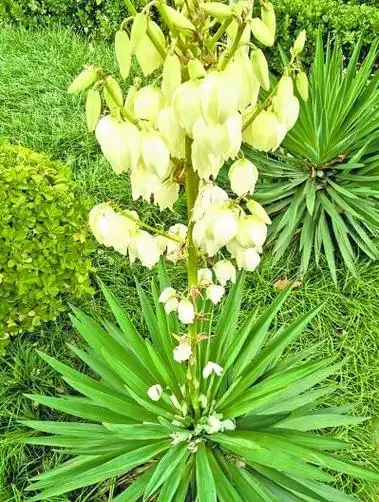 武汉植物园龙舌兰开花引热议园艺工程师答网友疑问