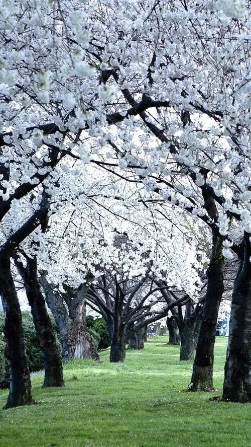 壁纸 许多白花,树木,春天,绿草 2880x1800 hd 高清壁纸, 图片, 照片