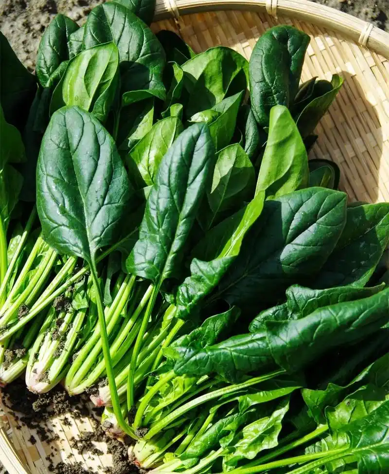 补铁佳品?这个常见的绿叶蔬菜,大家对它都有误解