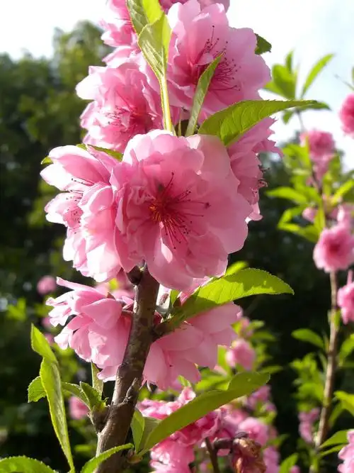 山水有情总相逢,桃花依旧笑春风—二连浩特市第二小学主题诗文作品