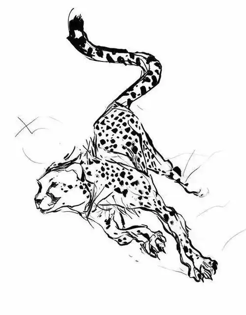 画豹豹子的结构速写