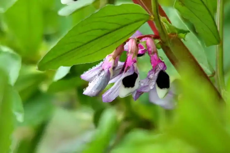 其它 蚕豆花盛开的季节 写美篇这次本来过年想到崇明