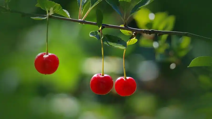 精选清新的绿色植物护眼桌面壁纸高清