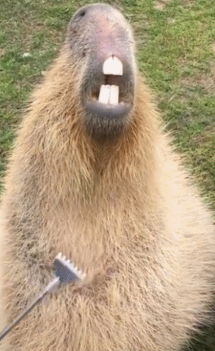 每日有趣gif图片我恨自己不是个电脑