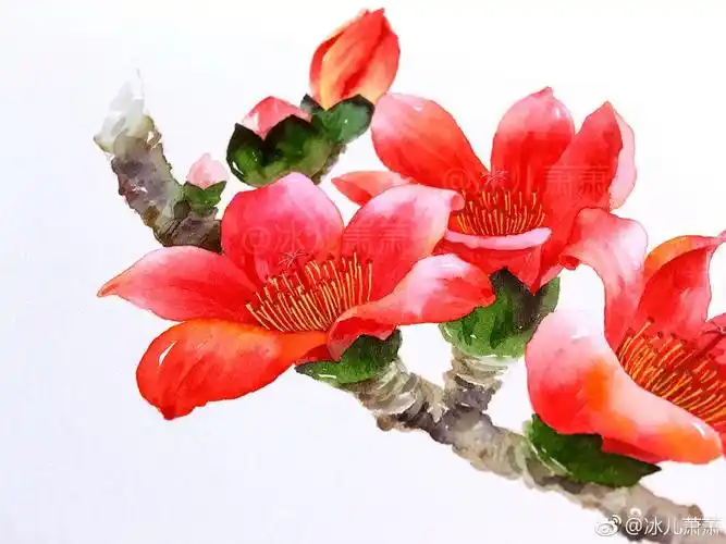水彩教程,用水彩画一枝艳丽的木棉花!