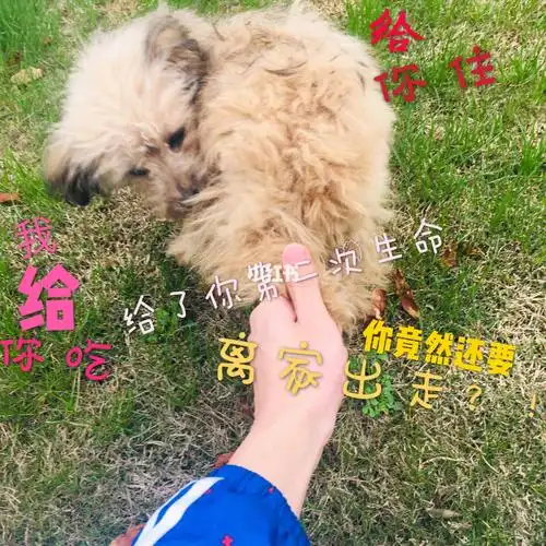 捡了一只流浪狗,给吃给住,竟还要离家走走