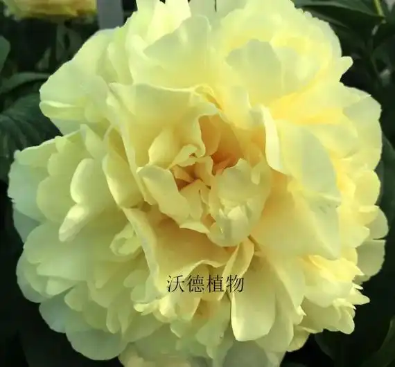 来吧,展示:黄色 中早熟 杂种芍药群 花苞柠檬 - 抖音