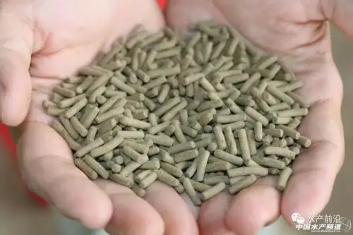 鳜鱼饲料pk活饵料鱼谁会最大赢家