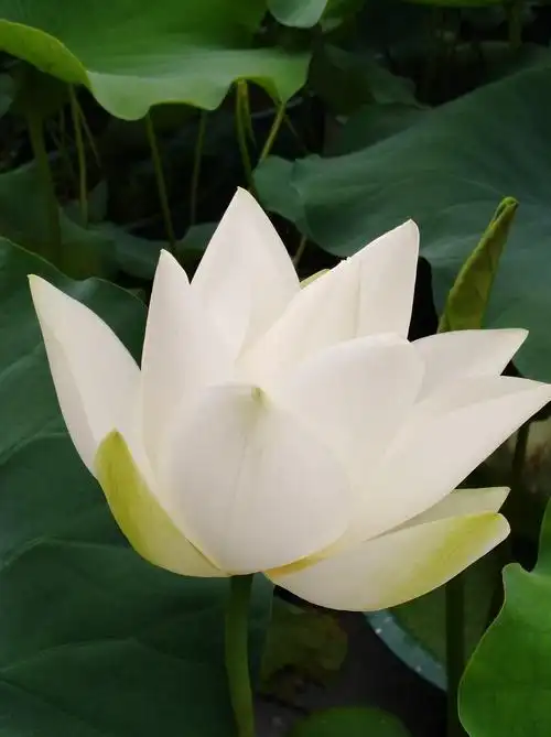 中海环宇城夏日荷韵白色荷花格外洁白无瑕