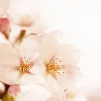 浪漫优雅花的微信头像