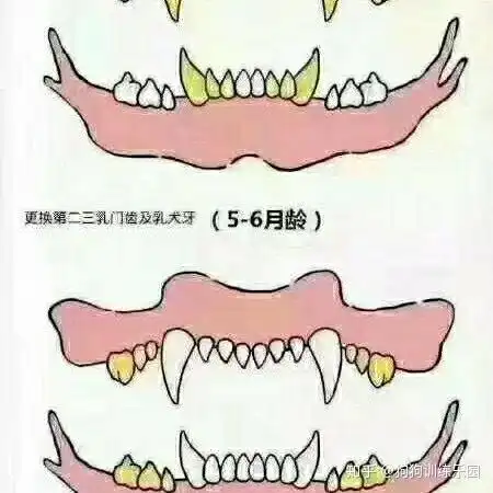 如何根据狗狗牙齿判断年龄 配图 - 知乎
