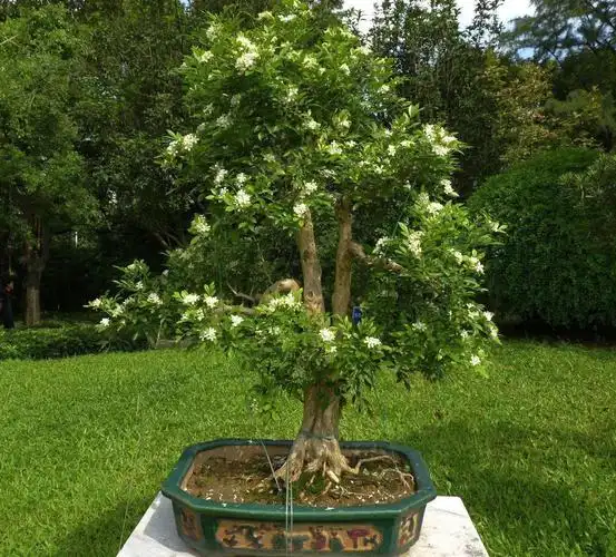 新品九里香盆栽植物室内盆景老桩千里香树苗浓香四季驱蚊绿植包邮