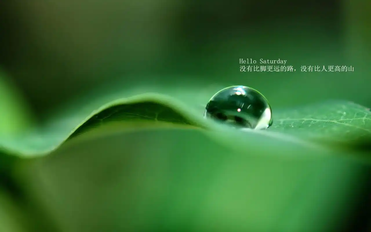 唯美文字每日心语清新绿色植物护眼桌面壁纸图片下载