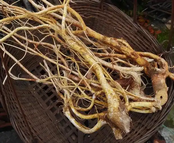 白毛桃根的功效与作用(五指毛桃也叫广东人参) - 行就行