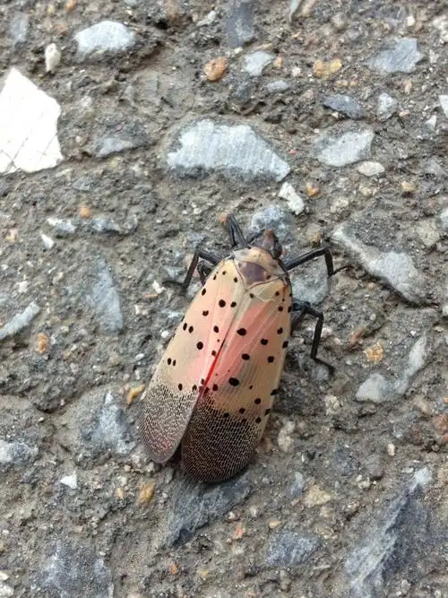 请问这是什么昆虫?